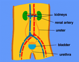 Normal kidneys 